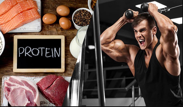 Protein và sự tăng cường cơ bắp